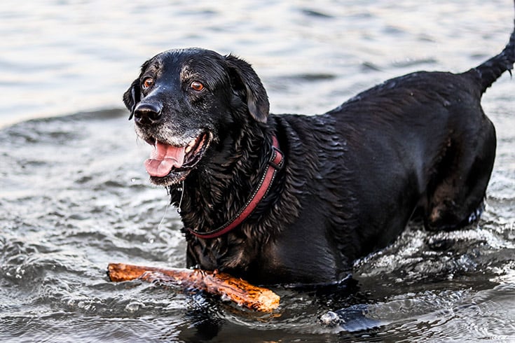 Black dog in water with stick